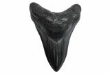 Fossil Megalodon Tooth - South Carolina #380131-1